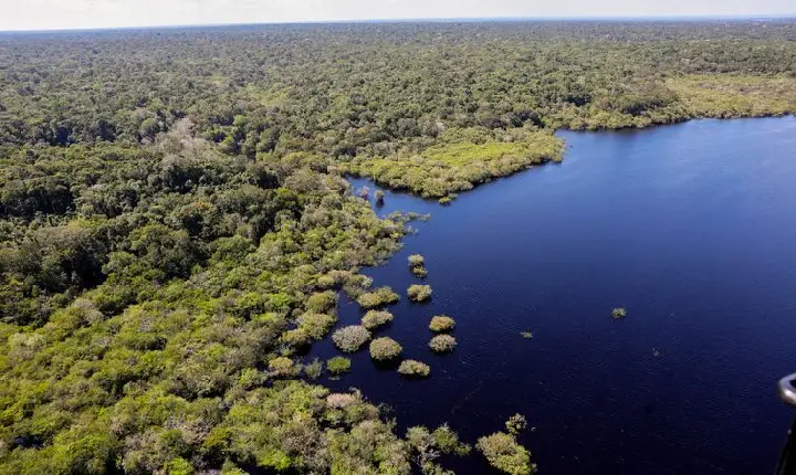 COP30: quarto leilão do Eco Invest terá foco exclusivo na Amazônia