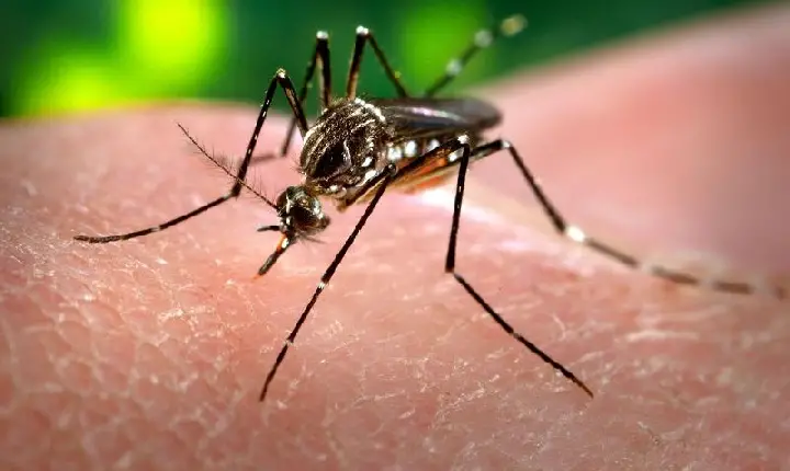 Covid-19: Quem teve dengue tem mais chances de ter sintomas?