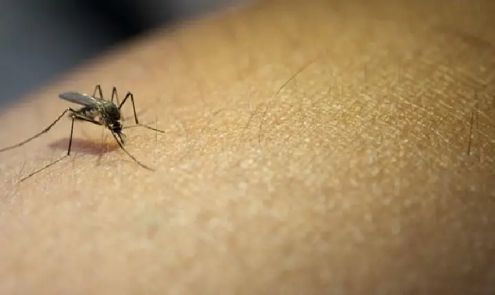 DENGUE: 31% dos brasileiros acreditam que a doença deixou de existir durante a pandemia, mas Ministério da Saúde aponta