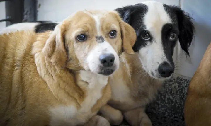 Estudo da Fiocruz revela que cães e gatos podem se infectar com a Covid-19