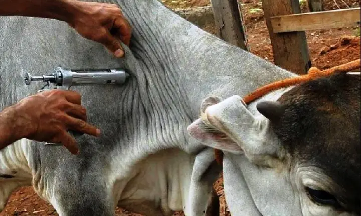FEBRE AFTOSA: Primeira etapa de vacinação contra doença vai até 31 de maio