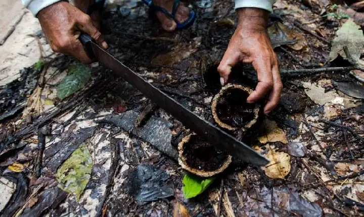 Governo federal abre cursos sobre cultivo e manejo florestal e gestão de empreendimentos comunitários