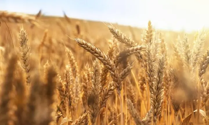 Guerra na Ucrânia não compromete abastecimento de trigo, mas provoca alta no preço do produto