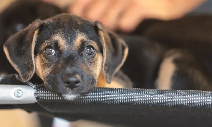 Mapa abre consulta pública sobre genéricos e similares veterinários