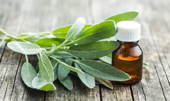 Ministério da Saúde investe R$ 7,9 milhões em Farmácias Vivas