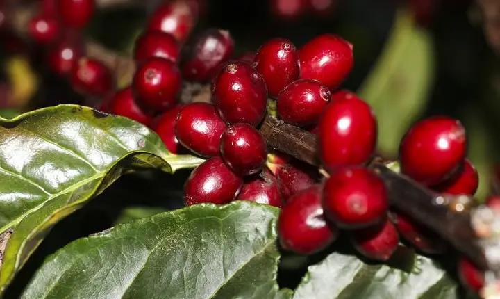 Safra de café 2022 pode chegar a 53,4 milhões de sacas