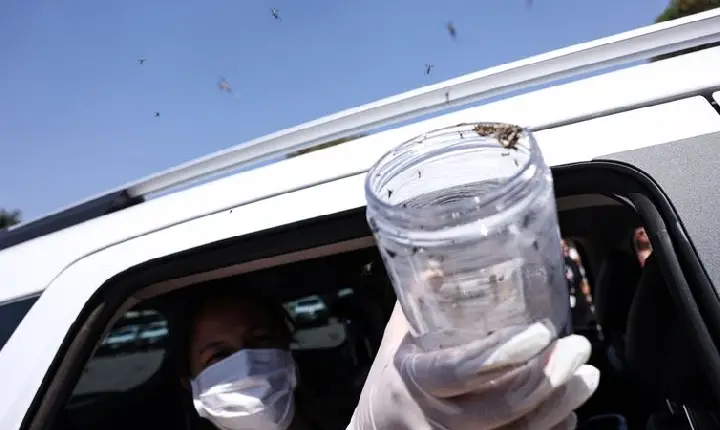 Saúde libera mosquitos estéreis para frear reprodução do Aedes 