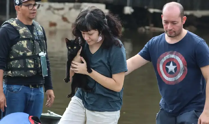 Senado aprova política de proteção a animais resgatados em desastres