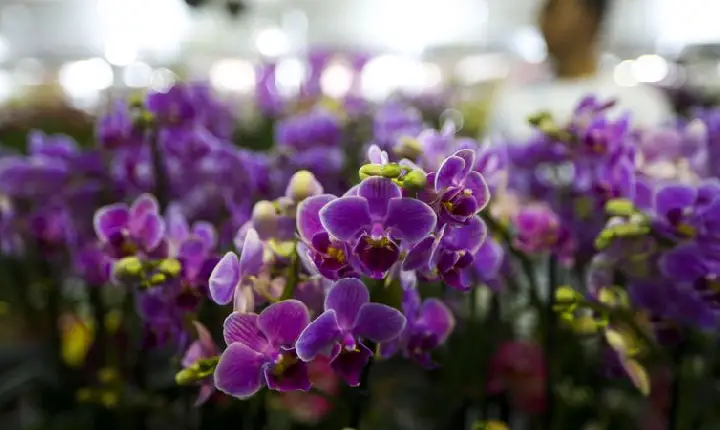 Setor de flores da Ceagesp estima aumento nas vendas para Dia das Mães