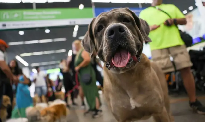 STF suspende lei sobre transporte aéreo de animais de apoio emocional 