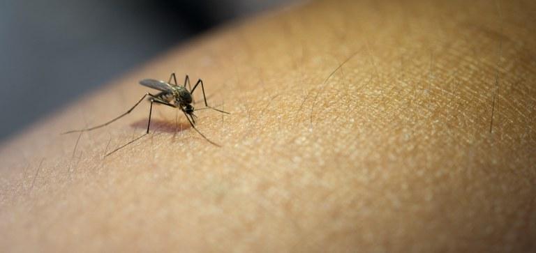 DENGUE: 31% dos brasileiros acreditam que a doença deixou de existir durante a pandemia, mas Ministério da Saúde aponta