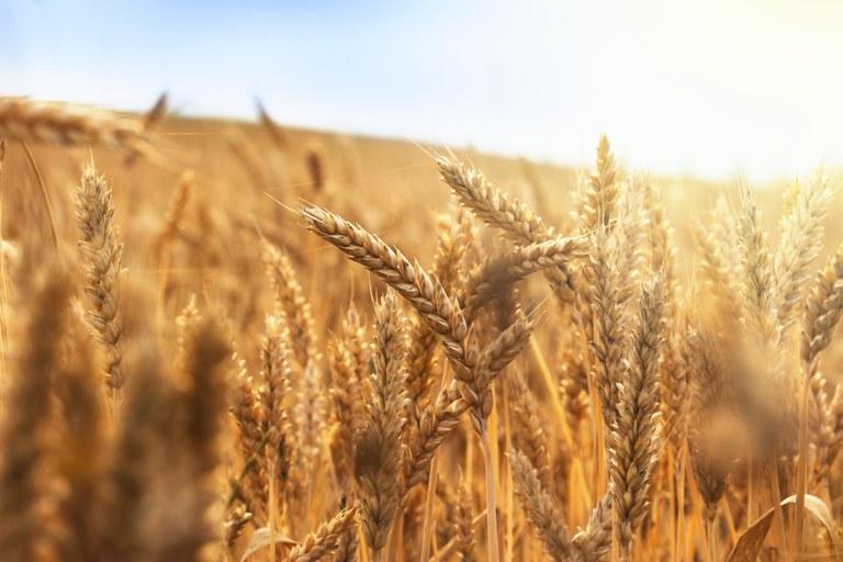 Guerra na Ucrânia não compromete abastecimento de trigo, mas provoca alta no preço do produto