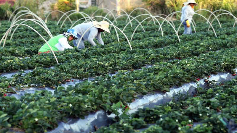 BNDES amplia financiamento para cooperativas agropecuárias