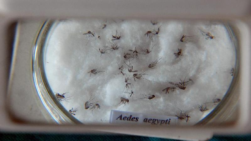 Defensoria no Rio vê falha na prevenção e cobra medidas contra dengue