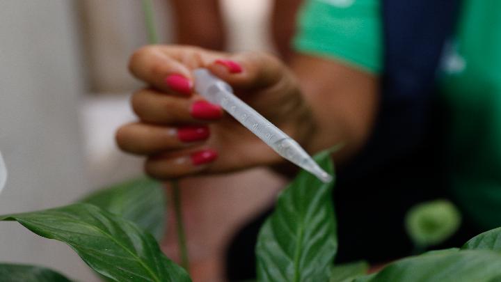 Ministra pede apoio da população para eliminar focos de dengue em casa
