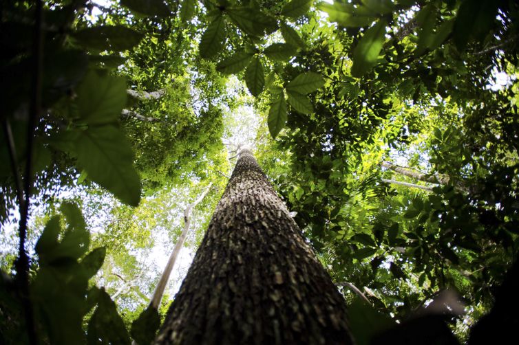 Bioeconomia é vantagem competitiva na transformação ecológica