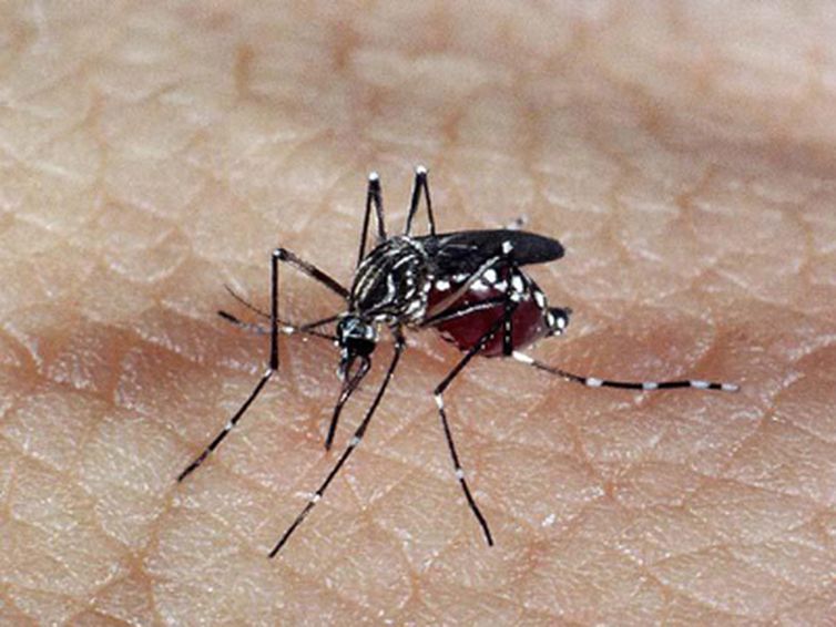 Brasil tem 391 mortes por dengue